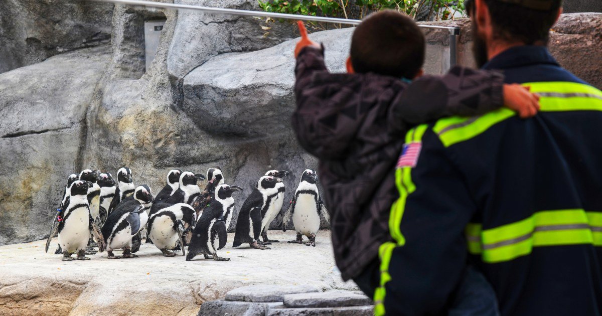 Denver Zoo to close early due to social media-inspired teenage 'takeover'