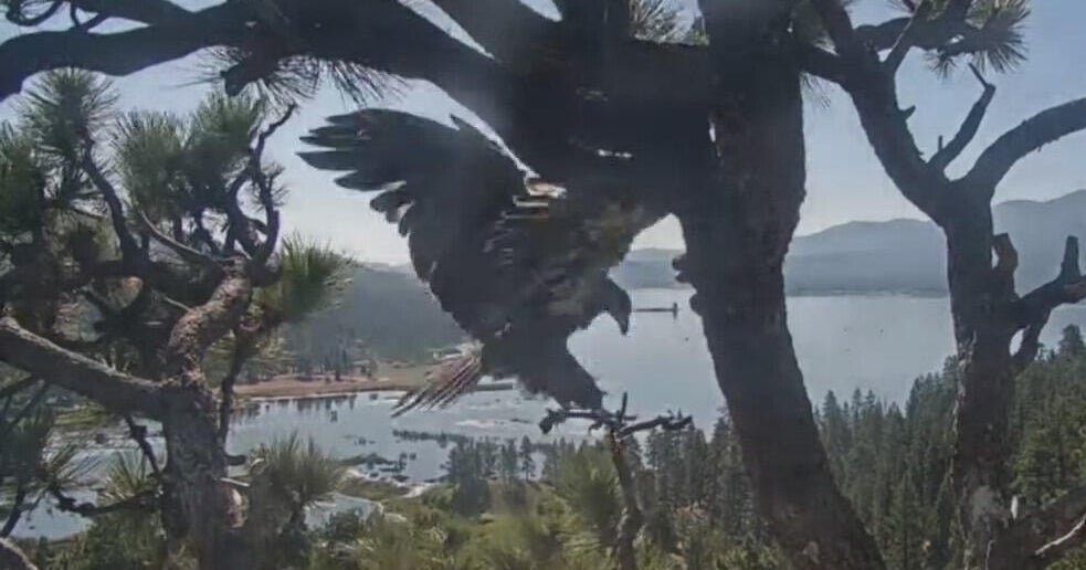 Big Bear eagle Gizmo takes first flight from nest in California, joining sister Sunny after weeks of anticipation