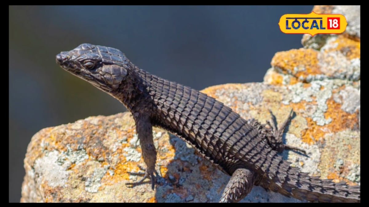 Black Lizards On Your Wall? Here’s The Toxic Truth You Didn’t Know | Lifestyle News