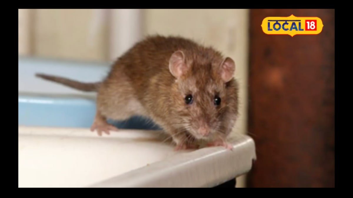 No Poison Needed: This Common Kitchen Spice Can Help You Get Rid Of Rats | Lifestyle News