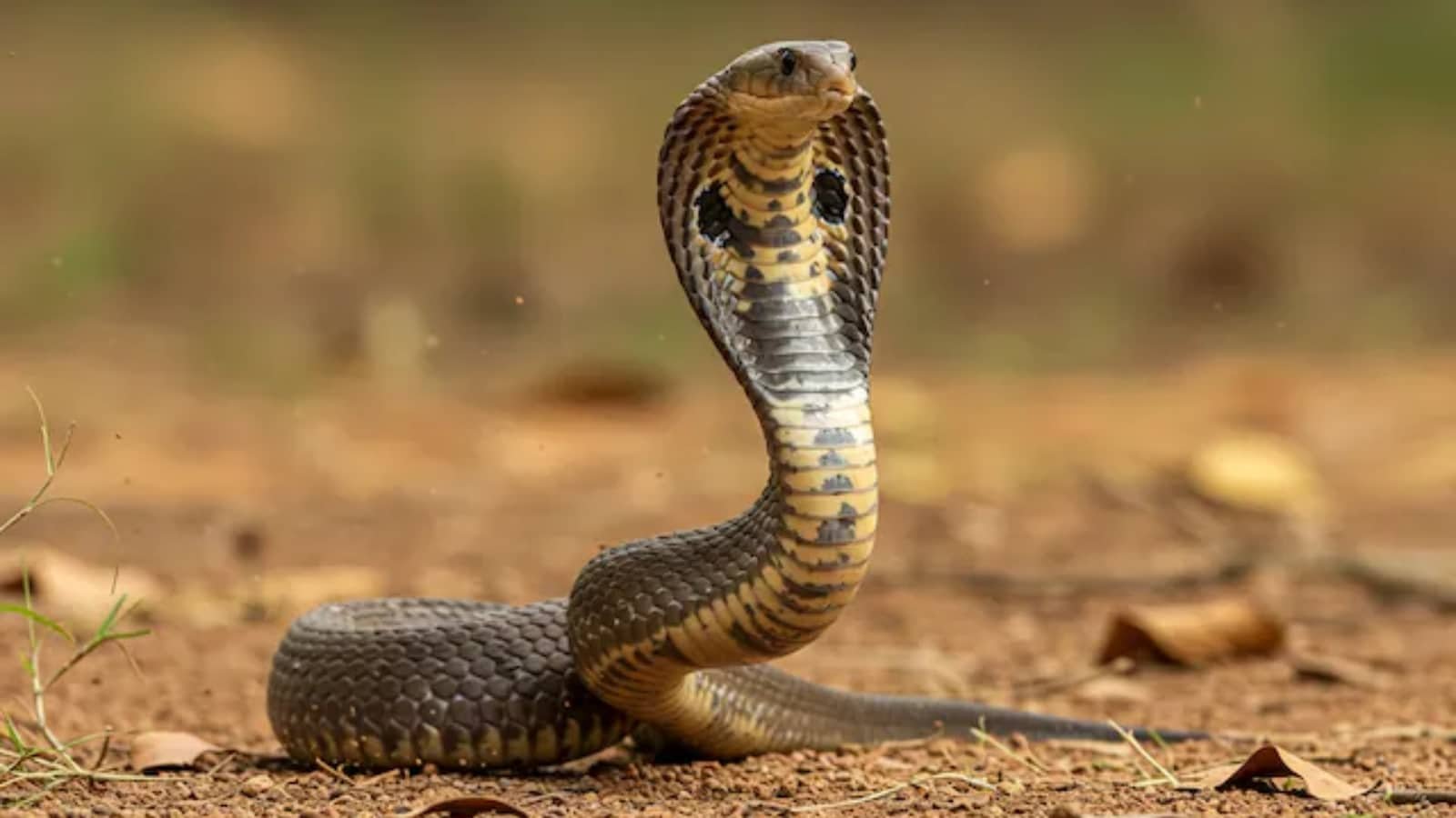 Snakes Smell These And Slither In! Remove These Things From Your Home Immediately