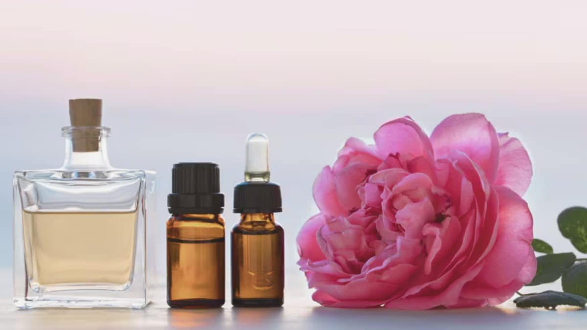 Grow This Rare Rose And Its Oil Could Earn You Rs 13 Lakh Per Litre | Lifestyle News