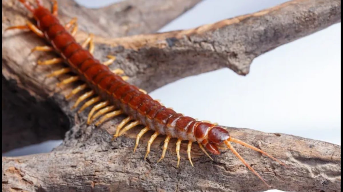 Tips To Keep Your Home Centipede-Free This Monsoon | Lifestyle News