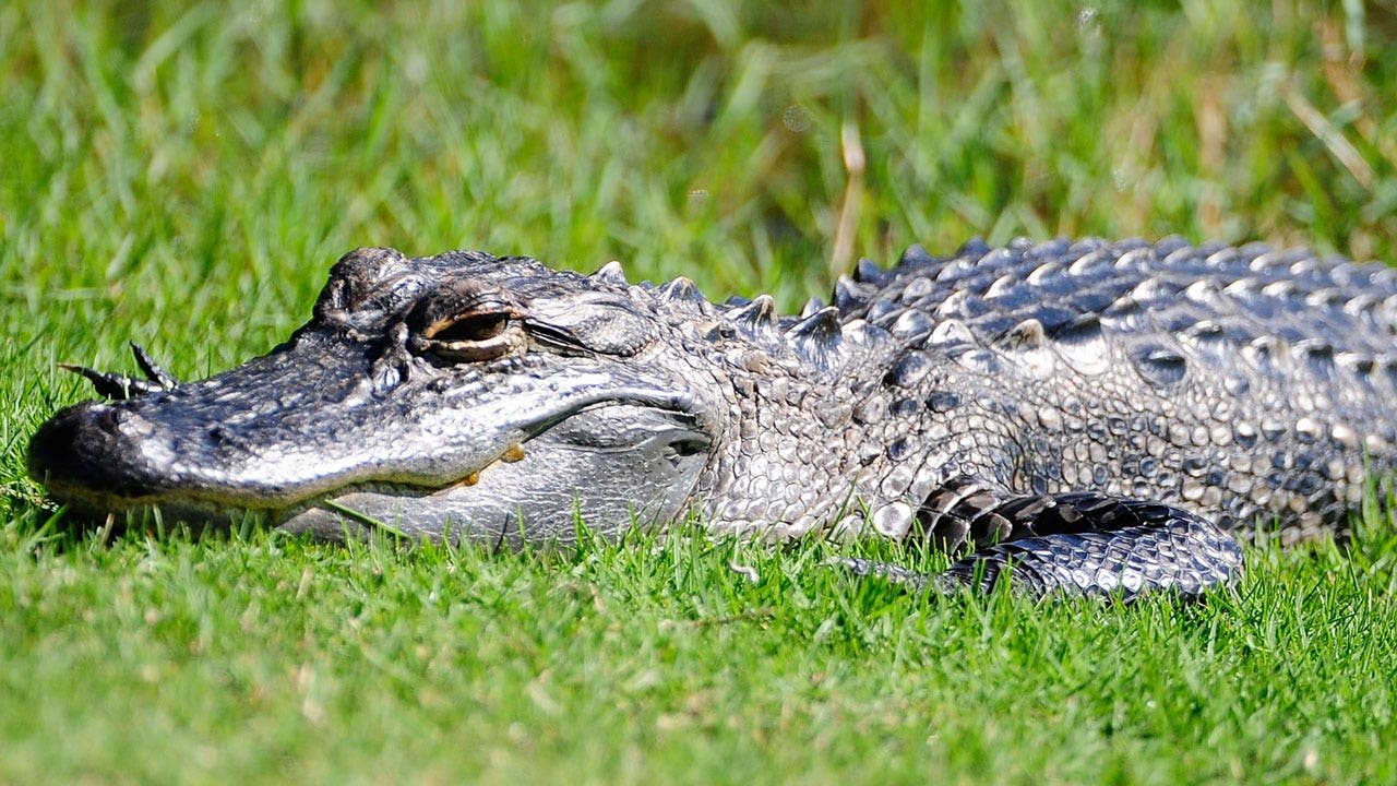 Florida alligator attack kills Michigan woman, new safety campaign launched