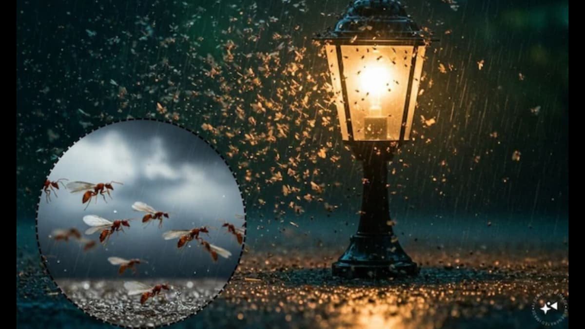 Get Rid of Flying Ants This Monsoon With These Simple Home Remedies | Lifestyle News