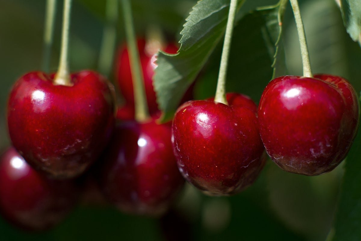 These 5 summer fruits come with some major health benefits