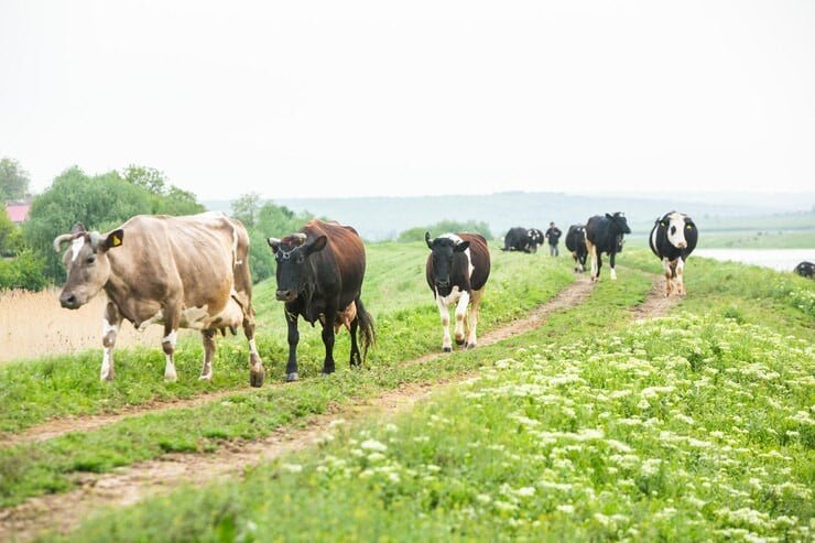Govt allocates Rs400b for agriculture, livestock in FY26