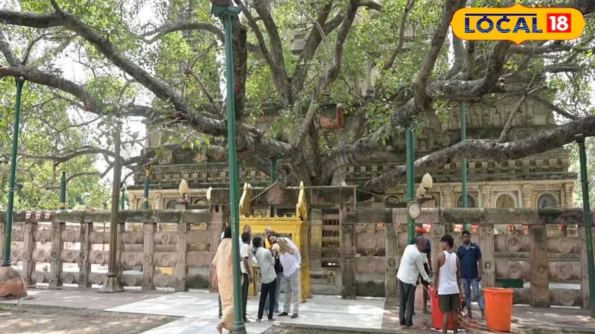 Bodhi Tree Battles Bugs: Scientists Rush To Save Sacred Symbol Of Buddha's Enlightenment | Lifestyle News