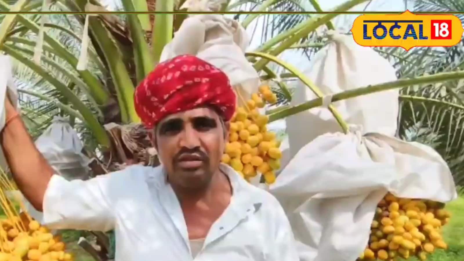 Only Class 8 Pass, This Barmer Farmer Now Earns Lakhs From Date Farming In The Desert