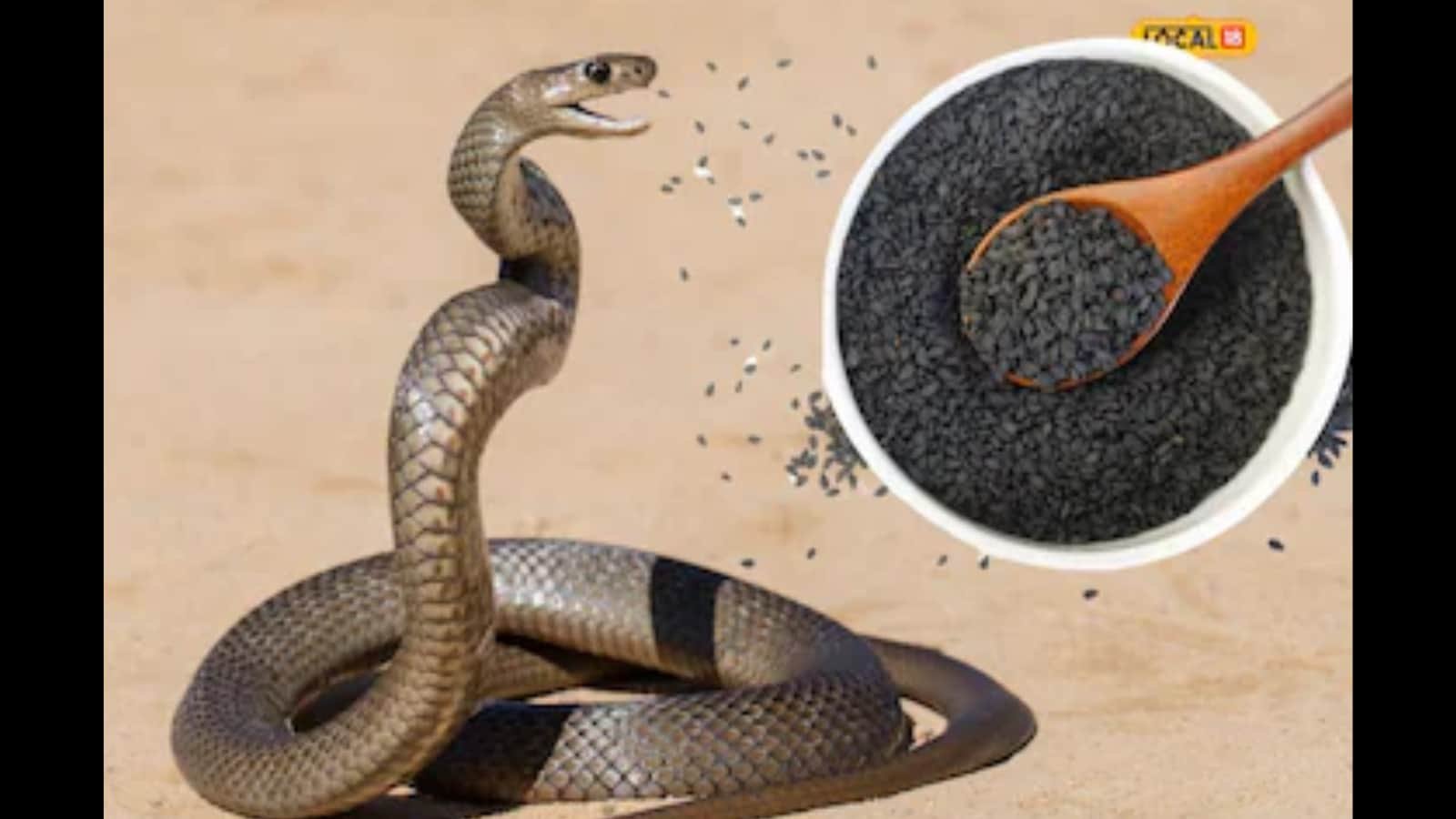 Black Sesame Smoke: A Traditional Hill Remedy To Keep Snakes Away During Monsoon