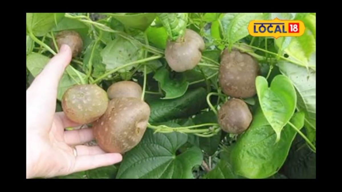 Meet The Air Potato: Saharanpur Farmer Grows Spud On A Vine, Not Underground | Lifestyle News