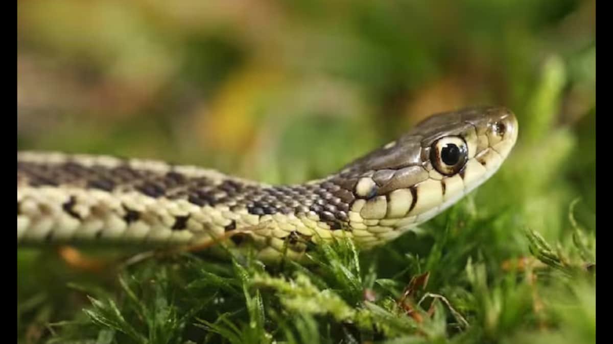First, Don't Panic. Second, Avoid.... This Snake Rescuer's Advice Might Save You This Monsoon | Lifestyle News