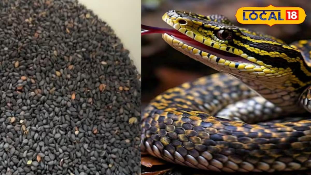 Use This Hill Remedy With Black Seeds To Keep Snakes Away This Monsoon | Lifestyle News