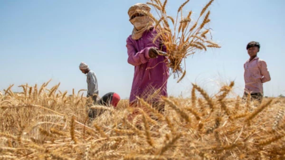 India's Agriculture GVA Triples In 12 Years: Official Data | Economy News