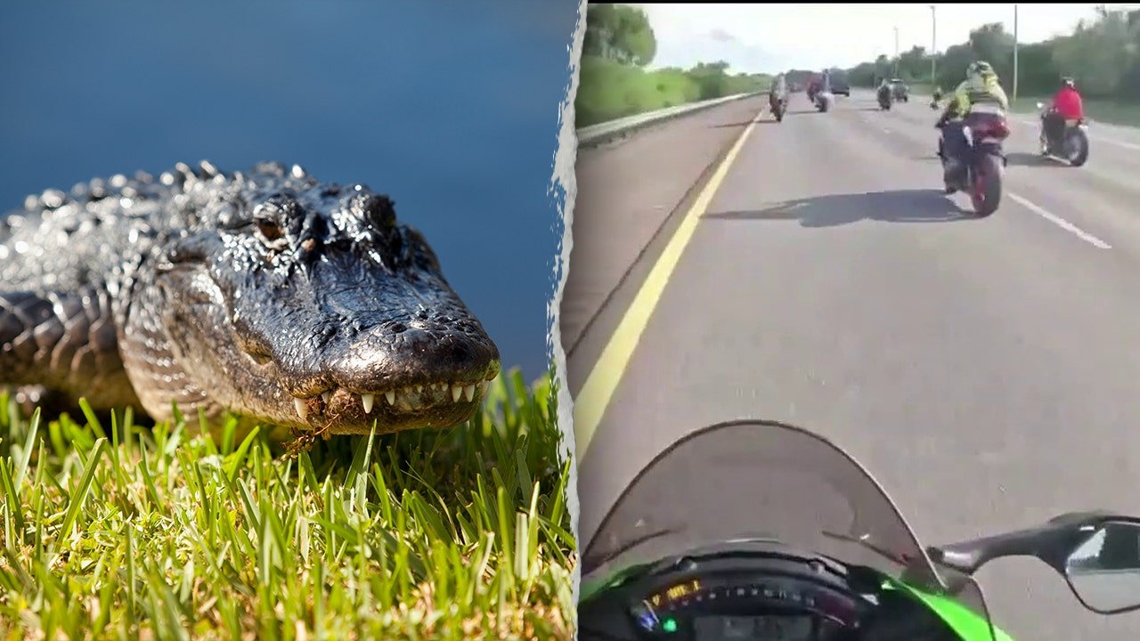 Florida motorcyclists hospitalized after hitting six-foot alligator on highway
