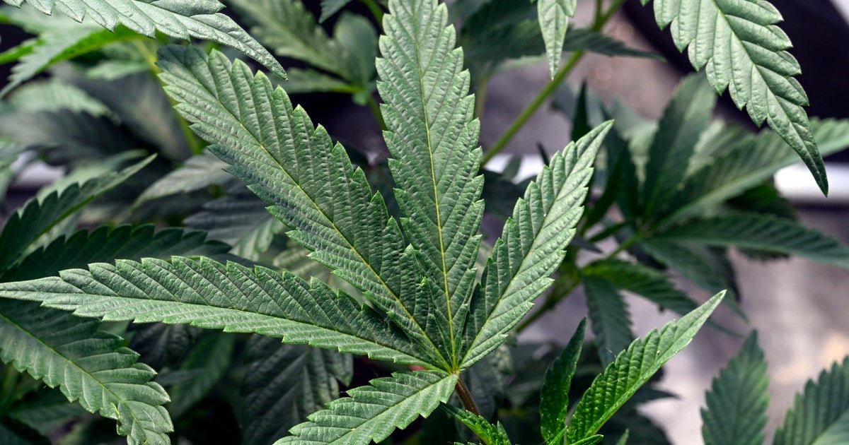 Cannabis use linked to a doubled risk of heart disease death, new study finds
