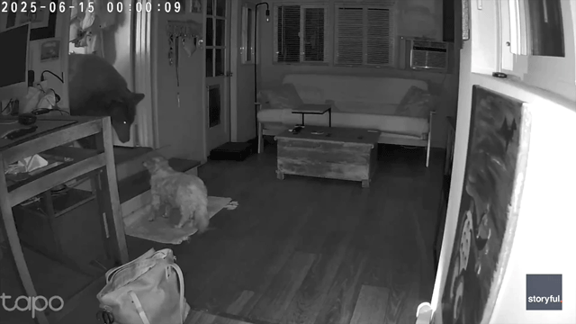 Brave dog Doodle chases bear intruder out of California home