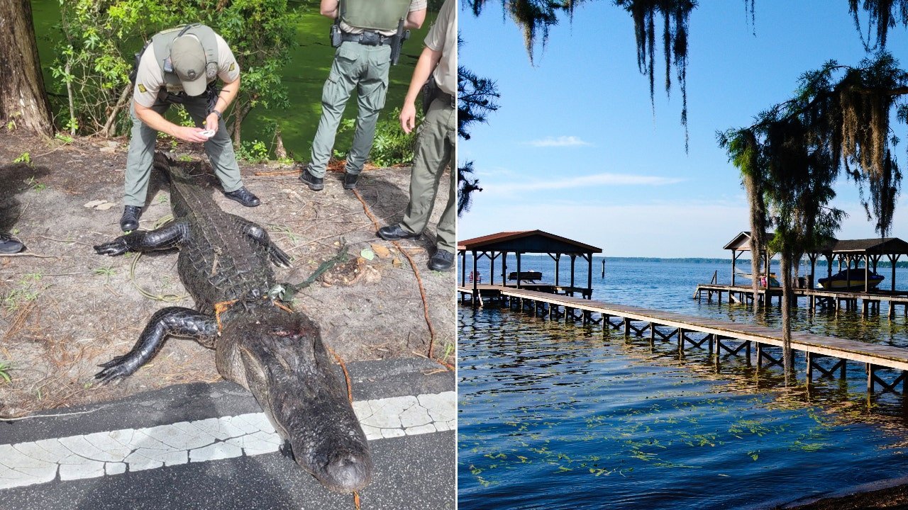 12-year-old girl injured by alligator while swimming in North Carolina lake
