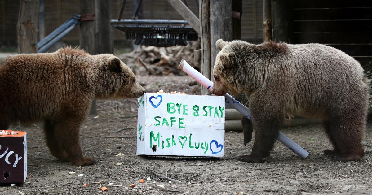 2 bears escape wildlife park enclosure, devour a 7-day supply of honey, then fall asleep