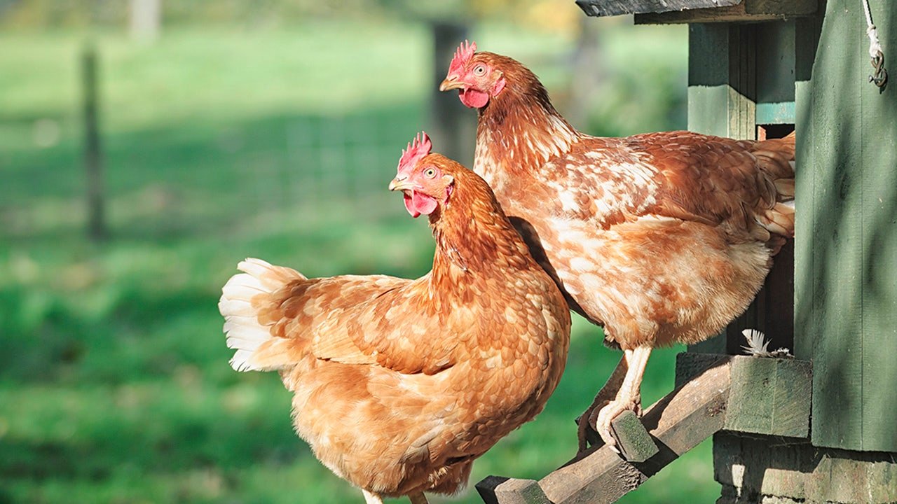 More Americans seek chicken coops for eggs at home, plus wild message in a bottle washes up