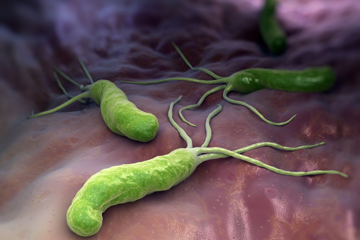 Helicobacter pylori: Gut bacteria may hold key to protecting brain against Alzheimers