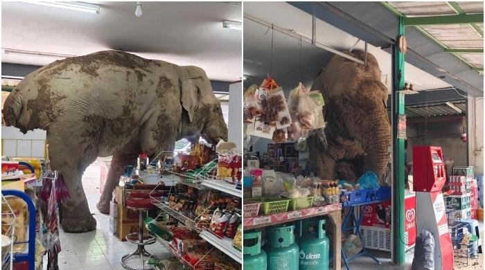 Thai shopkeeper caught off guard as wild elephant visits store