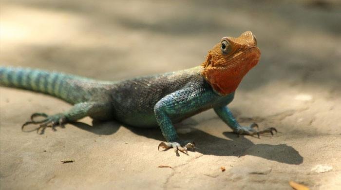 Indian wildlife smuggler stopped at customs with 100 exotic animals