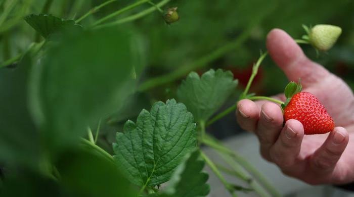 UK's sunniest spring yields unusually sweet strawberries