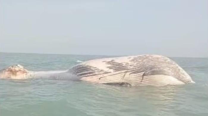 Blue whale found dead off Balochistan coast