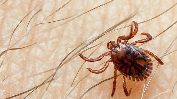 Sindh reports first Congo virus case of 2025 in Karachi