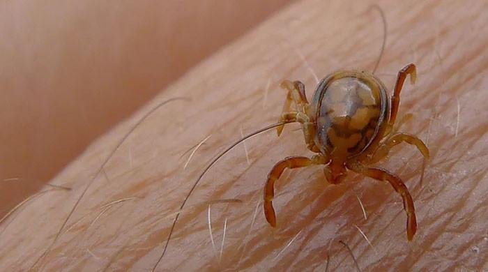Congo virus claims another life in Karachi this year