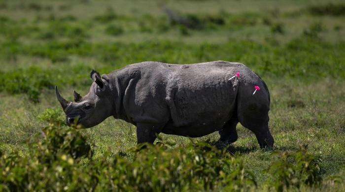 How to move a rhino