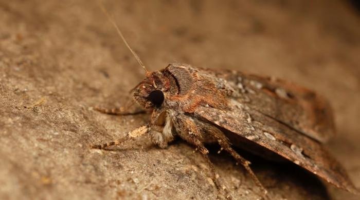 Moths use celestial navigation for epic journeys, scientists discover