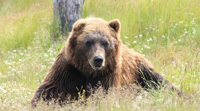 Bear roaming on runway halts flights at Japanese airport