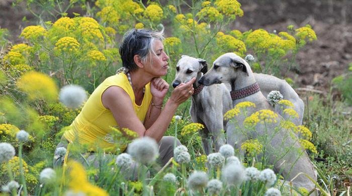 Tunisian dog lovers push to save age-old desert hound