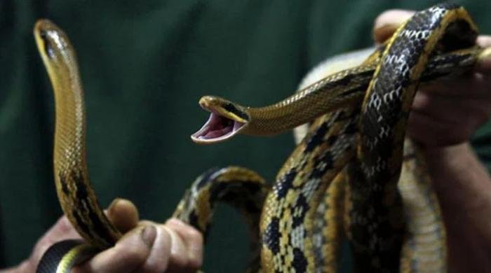 Snakes on a plane bound for India, again