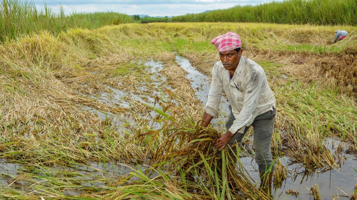 PM Crop Insurance: How To Apply For Pradhan Mantri Fasal Bima Yojana? Know Documents, Crops Covered