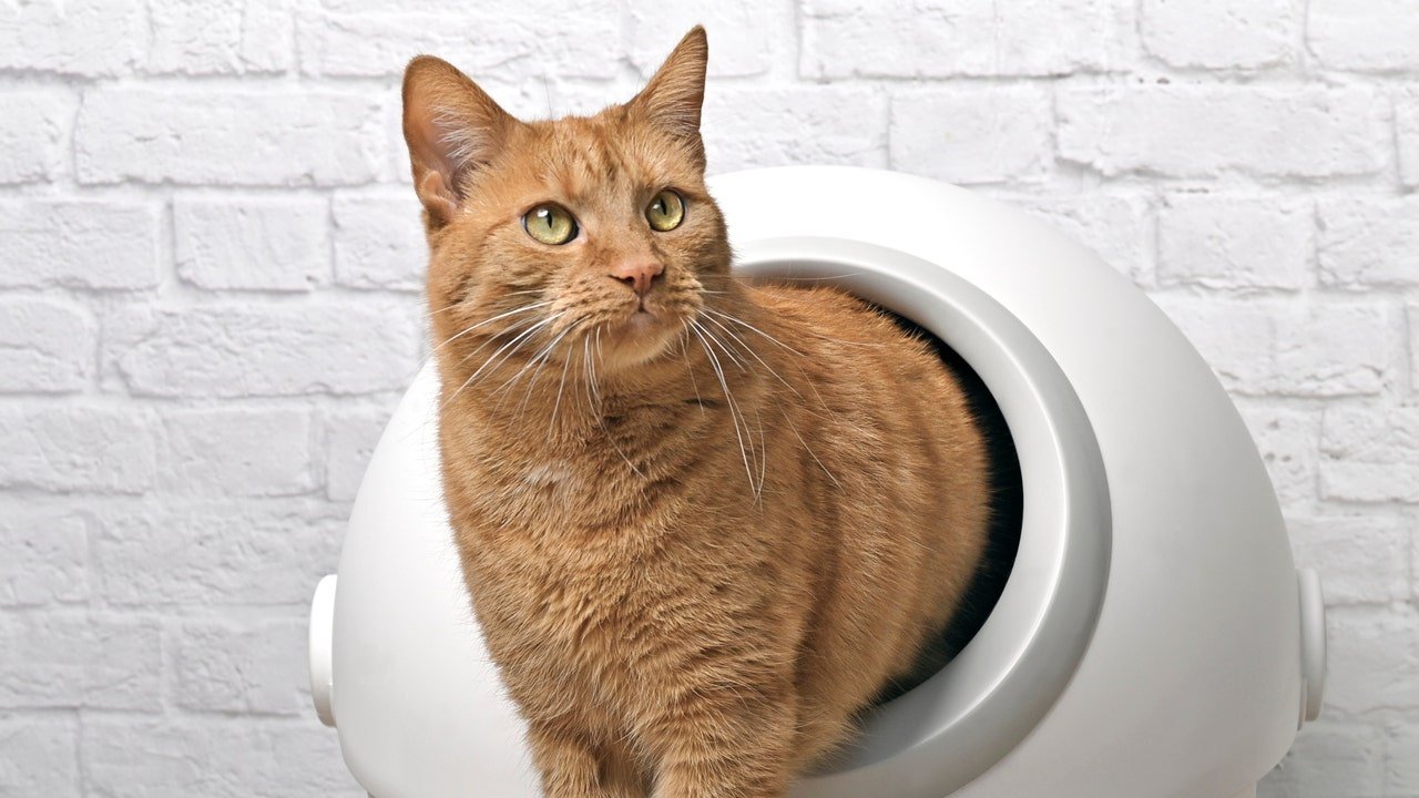 Automatic litter boxes that make cat care a breeze
