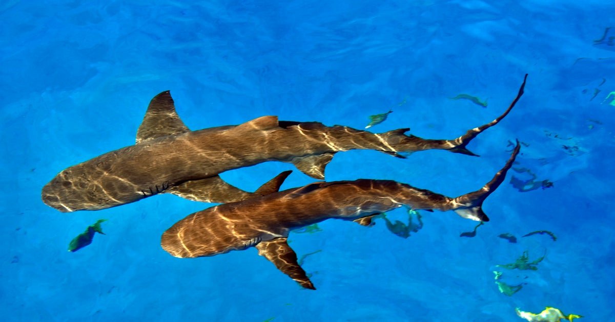 Trump pardons 2 divers who freed 19 sharks caught in fisherman's line off Florida but were charged with theft