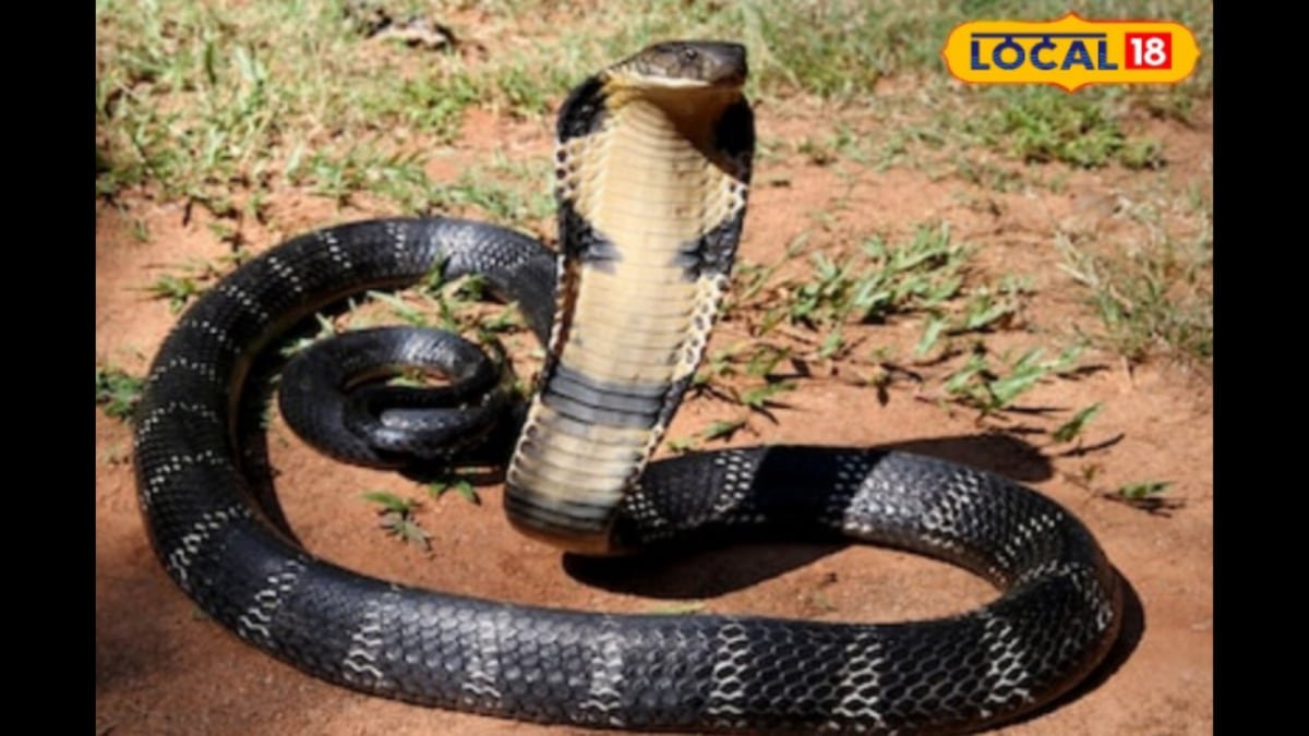 Sprinkle These Everyday Kitchen Items To Keep Snakes Away