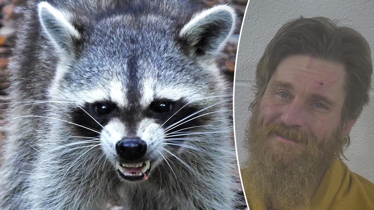 Man arrested for releasing raccoon in business after mule riding incidents
