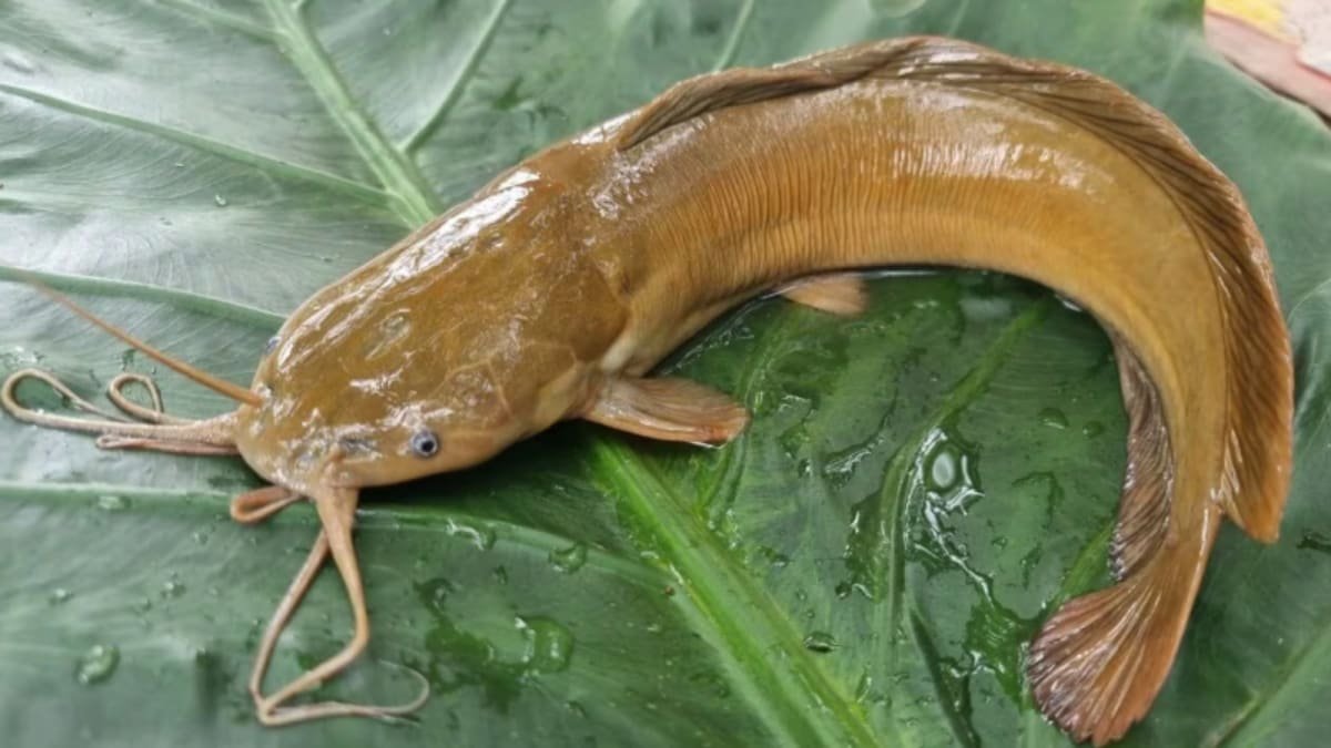Banned In India, This Fish Can Cause Cancer. Avoid It If You Spot It In Markets