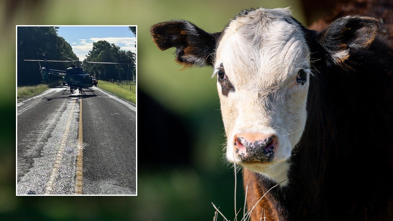 Texas rancher airlifted after attack by 'unhappy cow' in Leon County