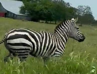 Escaped zebra causes traffic chaos on Tennessee interstate, remains on loose