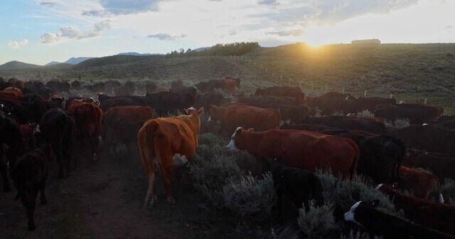 Riding along on the Green River Drift, the longest-running cattle drive left in Americ