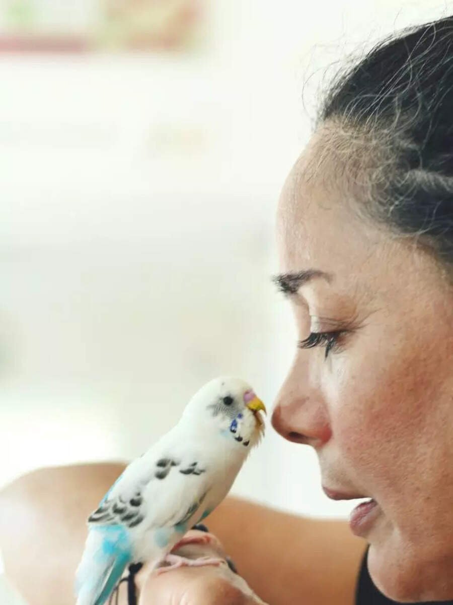 8 pet birds that can mimic human speech perfectly
