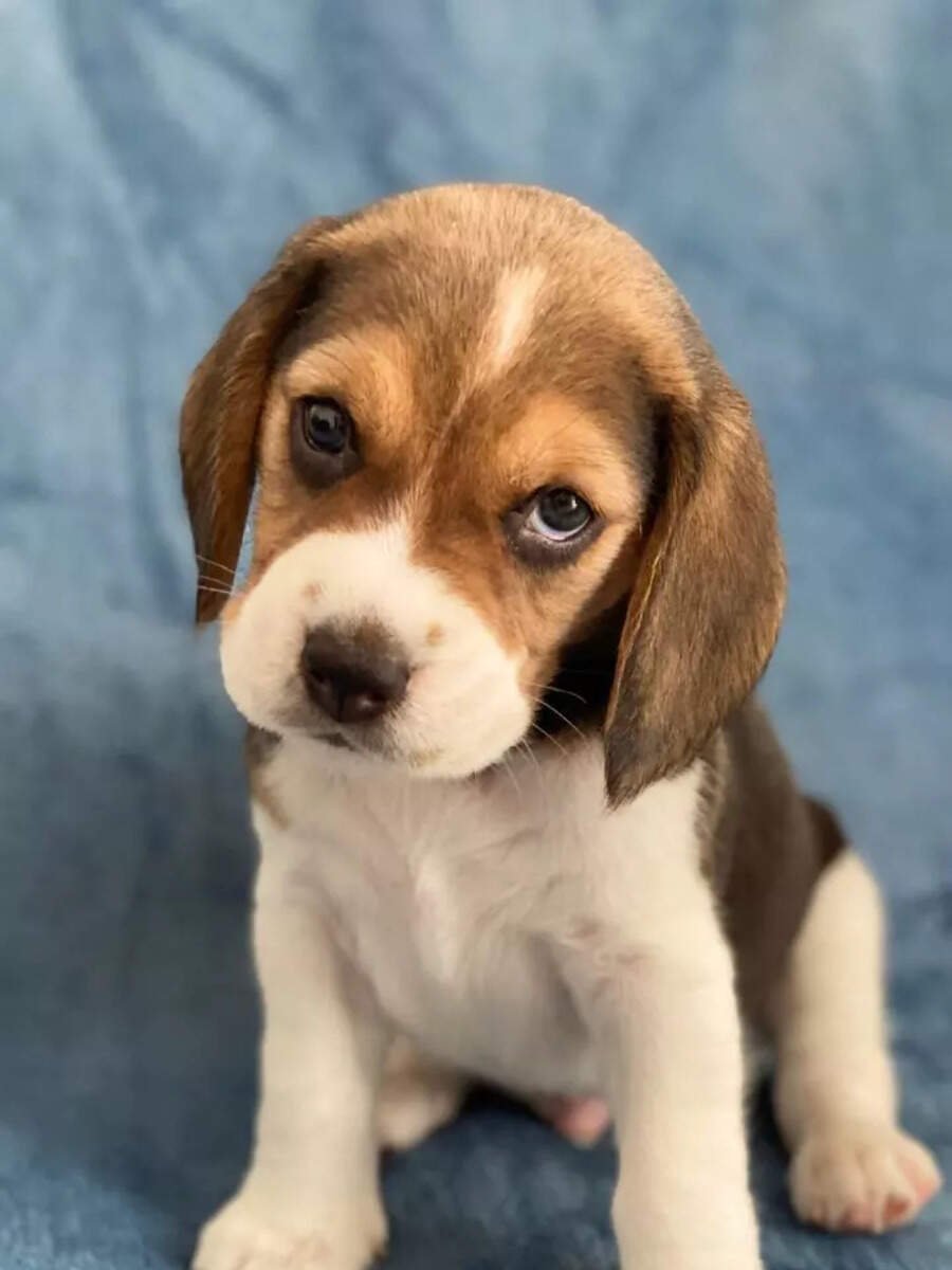 10 things to know before getting a pet Beagle puppy