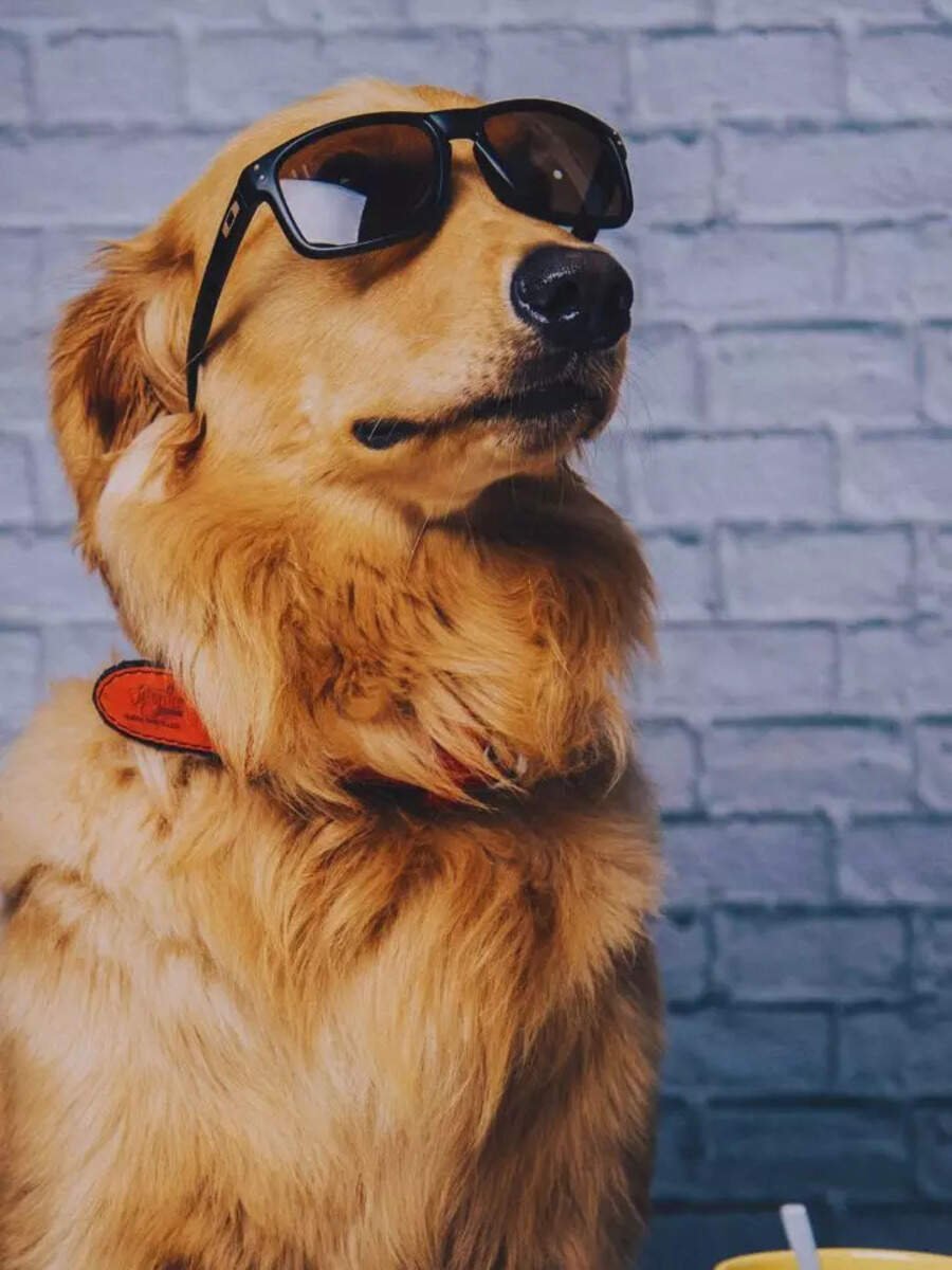 10 cute pet dog breeds known for their incredible intelligence