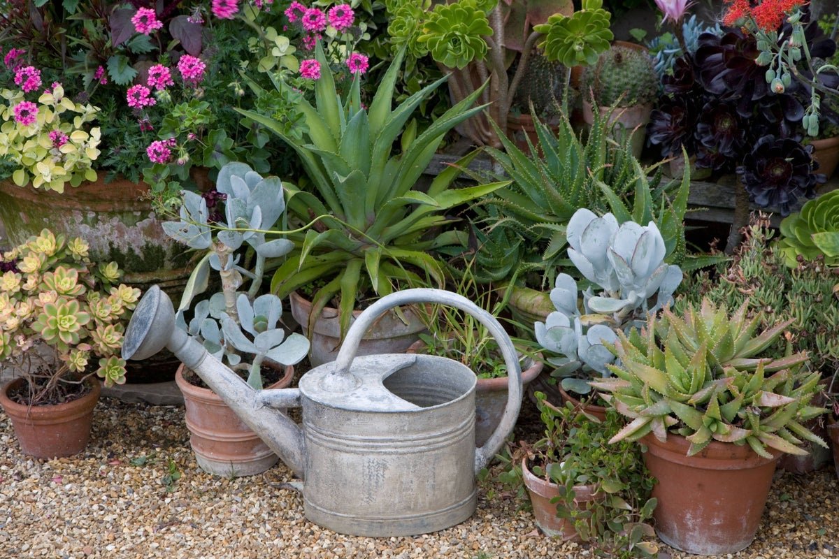 How to be a water-efficient gardener