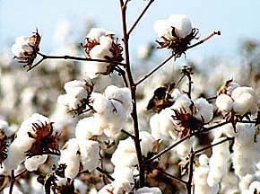 Govt ramps up cotton revival push
